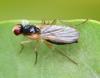 Cordilura albipes